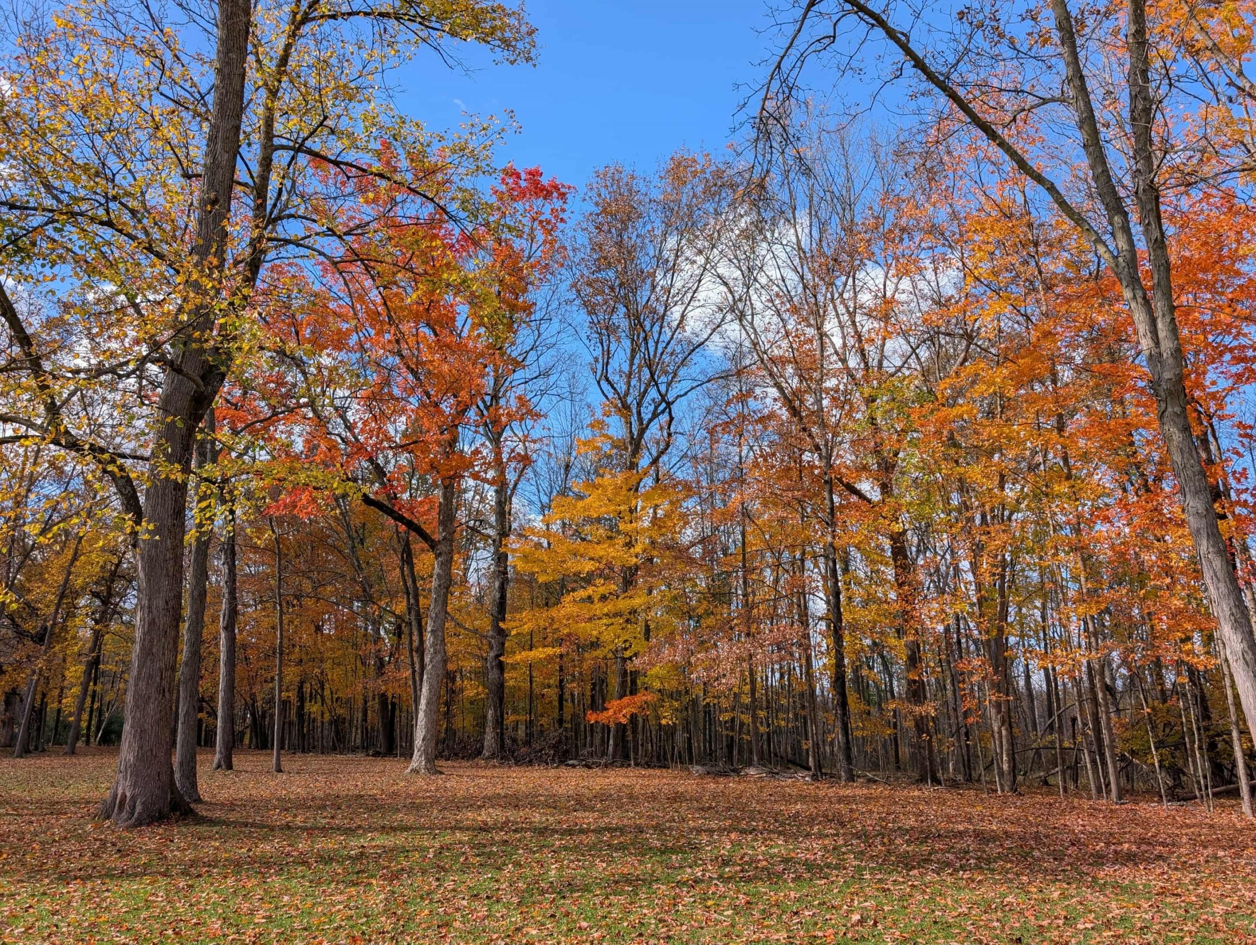 Hatten – fall Fall at Hatten Park